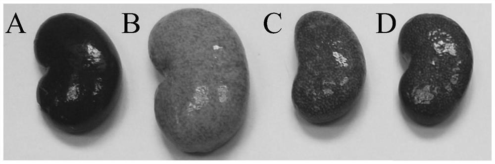 Hellgrammites extract for treating chronic renal failure as well as preparation method and application of hellgrammites extract