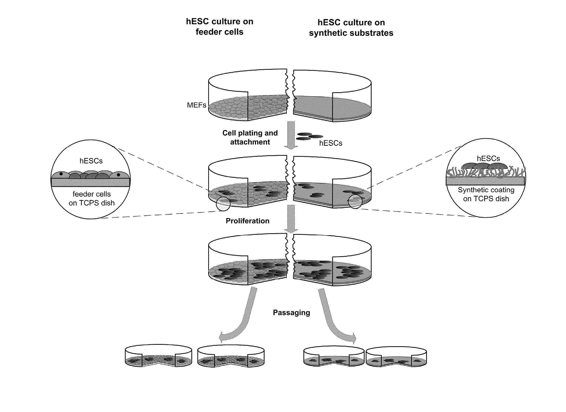 Methods and compositions for growth of cells and embryonic tissue on a synthetic polymer matrix