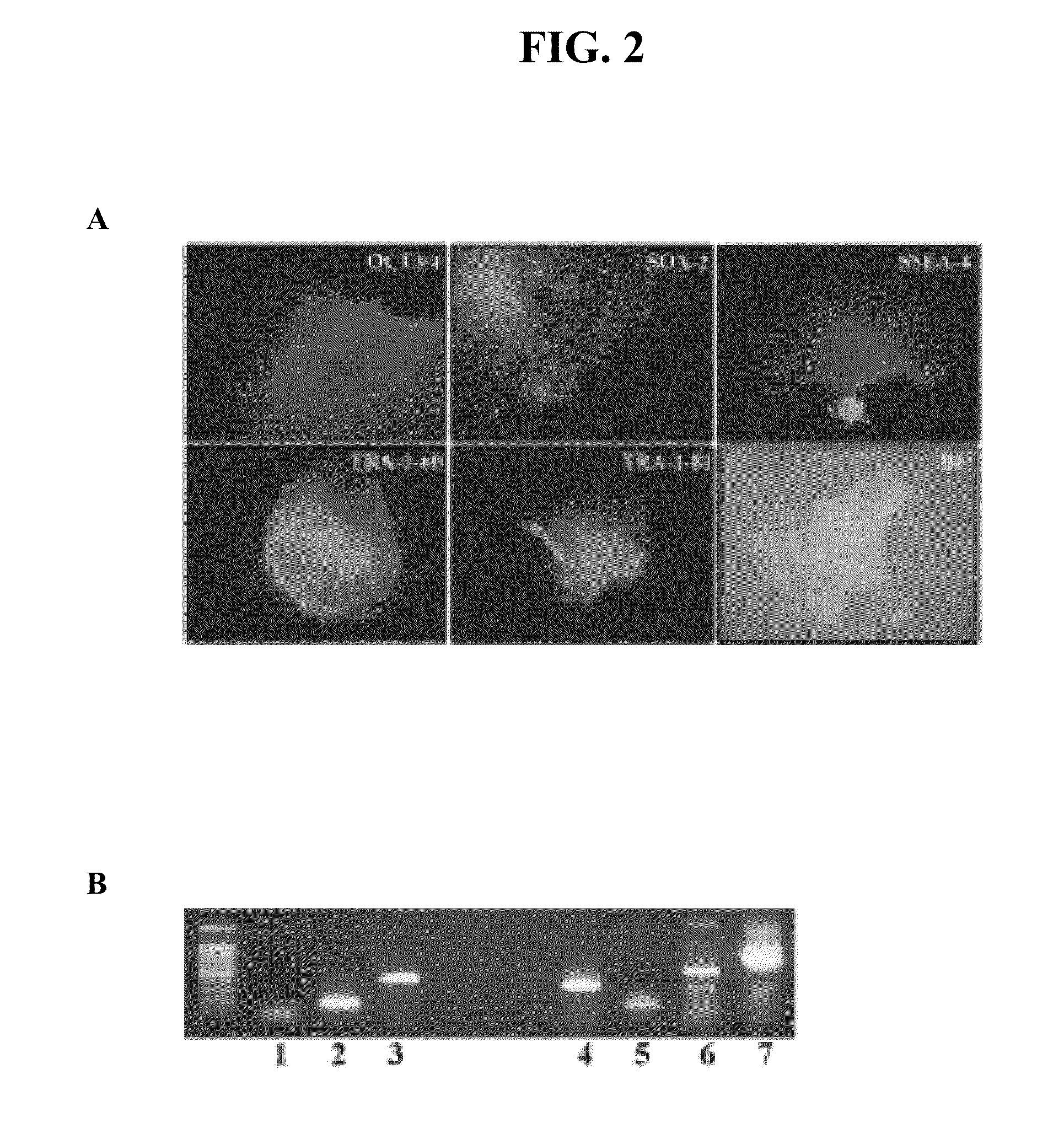 Methods and compositions for growth of cells and embryonic tissue on a synthetic polymer matrix