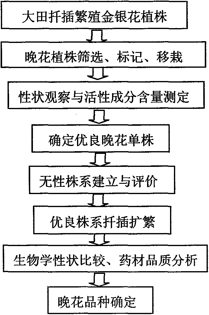 Seed selection method of honeysuckle flower Lonicera japonica Thunb III late-flowering variety