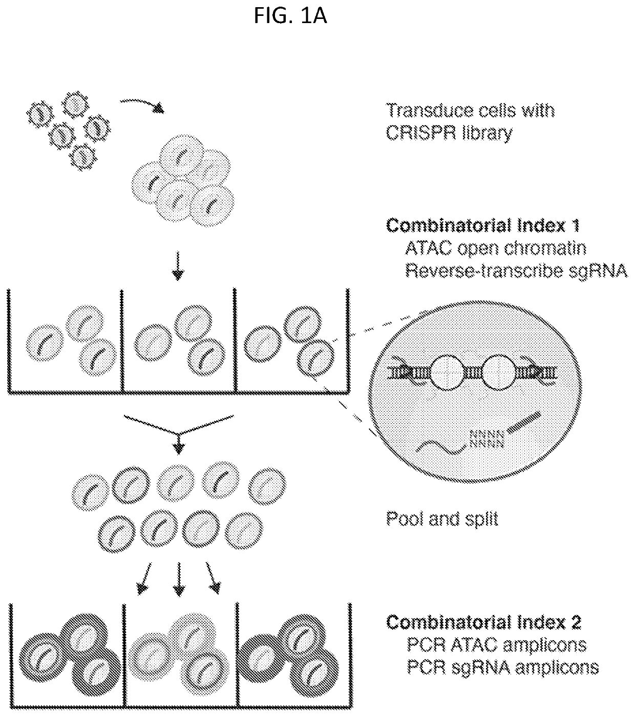 Methods and compositions for scalable pooled RNA screens with single cell chromatin accessibility profiling