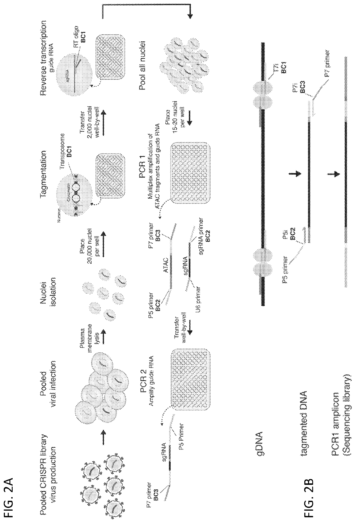 Methods and compositions for scalable pooled RNA screens with single cell chromatin accessibility profiling