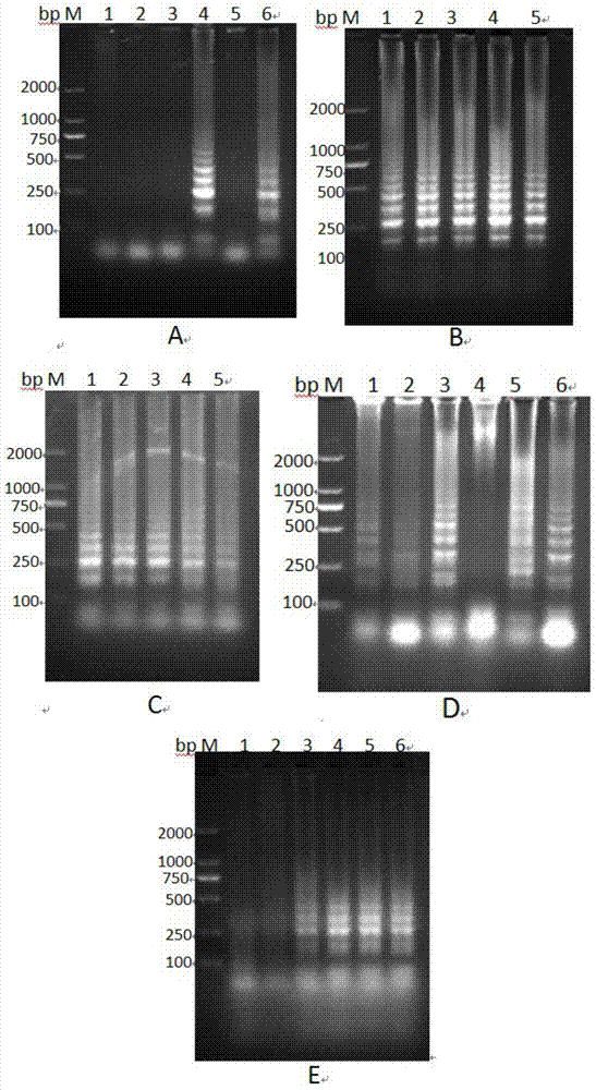 RT-LAMP (Reverse Transcription Loop-mediated Isothermal Amplification) nucleic acid test strip kit for detecting Japanese B encephalitis virus and application of kit