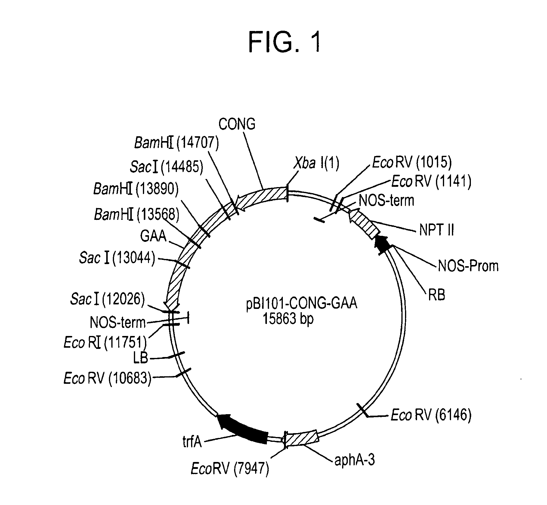 Methods and oral formulations for enzyme replacement therapy of human lysosomal and metabolic diseases