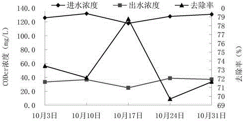 Application of Clematis aureus in Treatment of Combined Domestic Sewage in Rural Areas