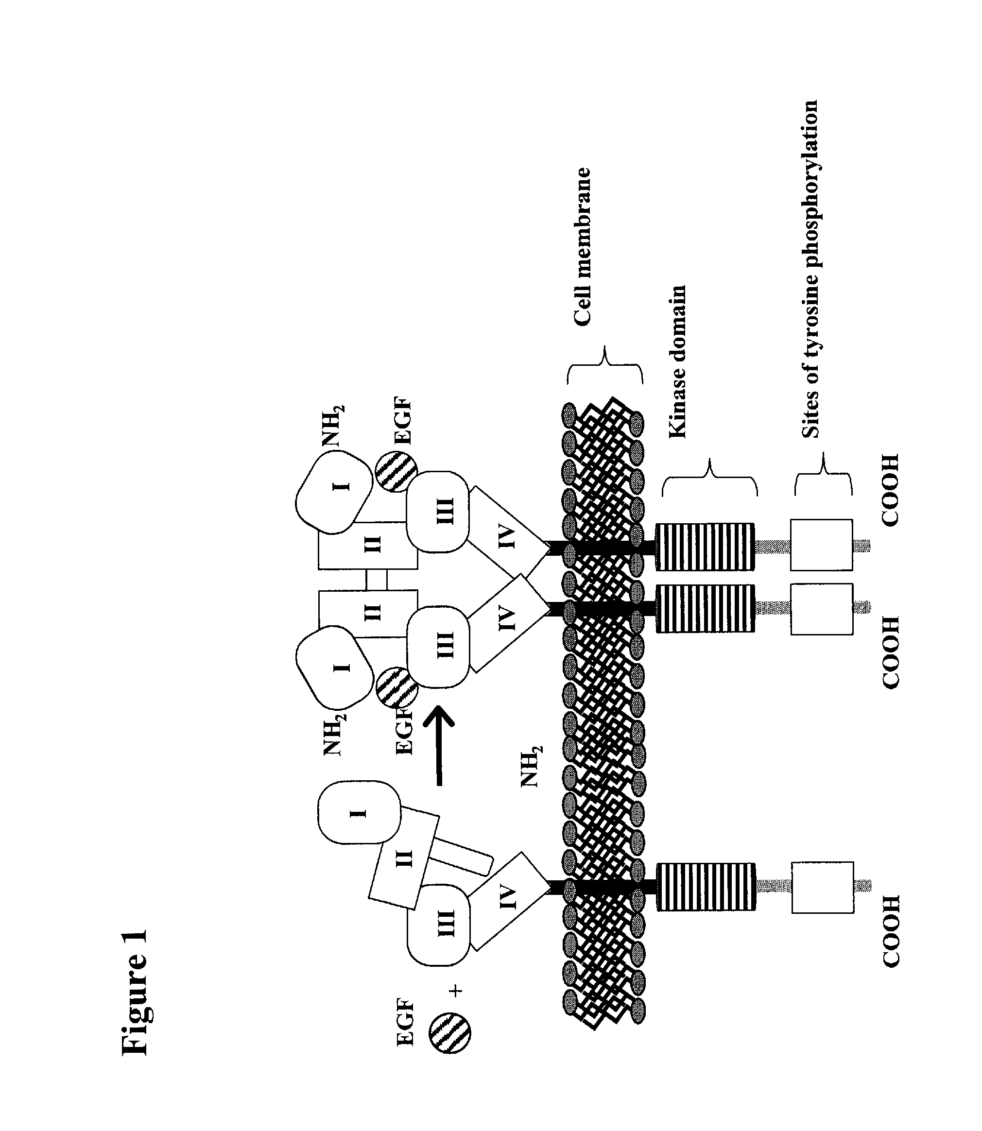 Treatment Of Tumors Expressing Mutant EGF Receptors