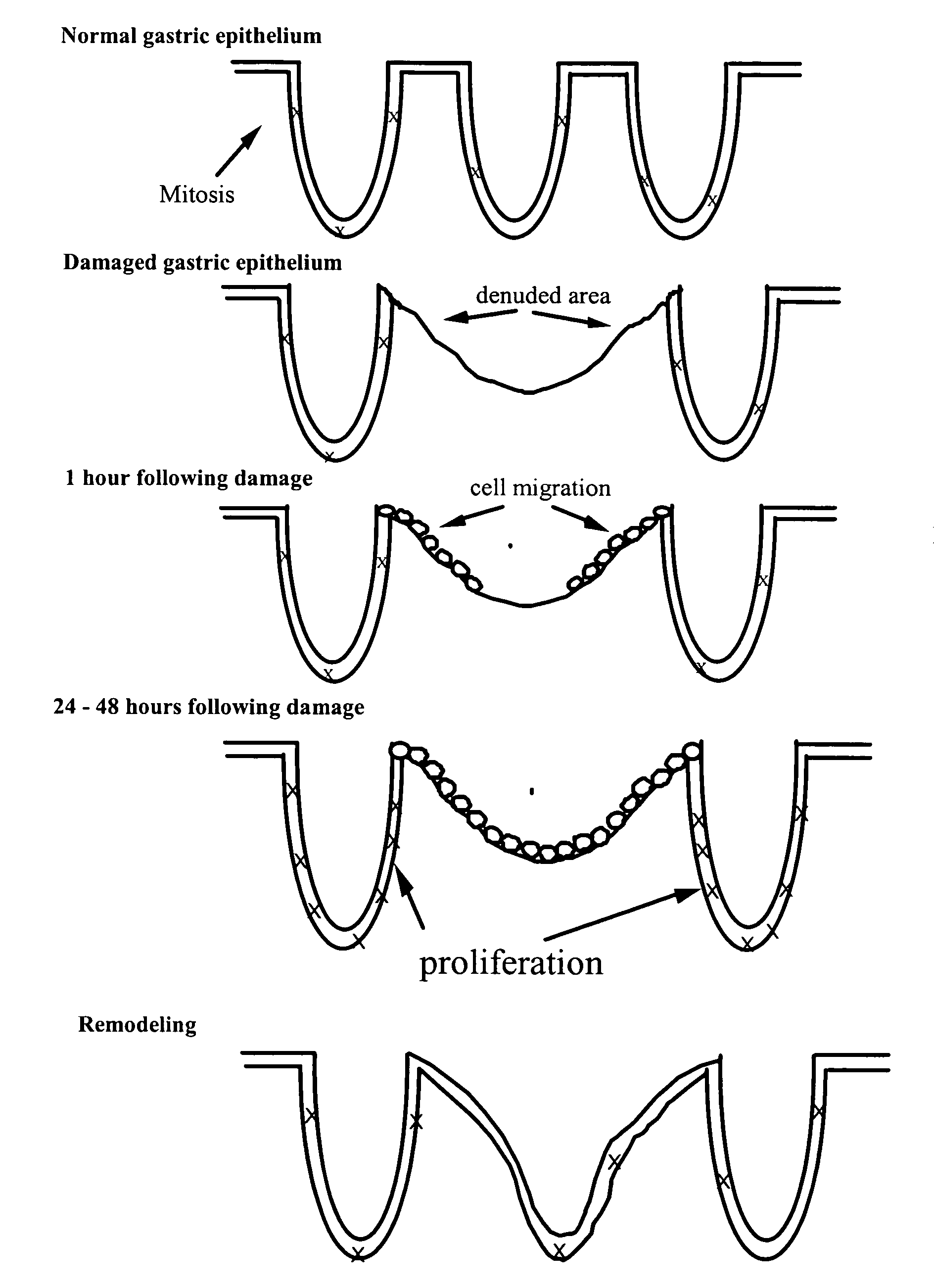 Repair and protection factor scoring method for bioactive agents