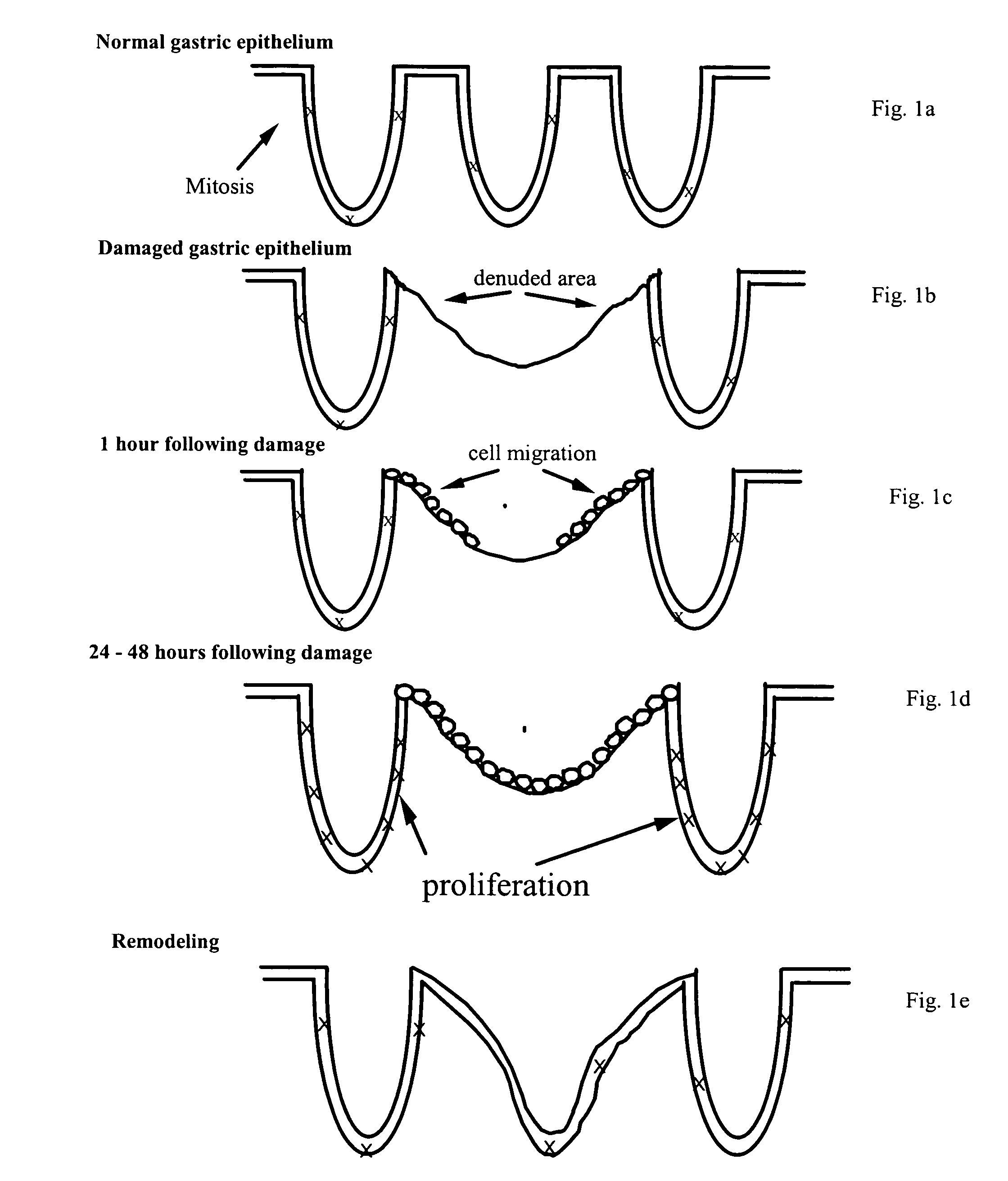 Repair and protection factor scoring method for bioactive agents