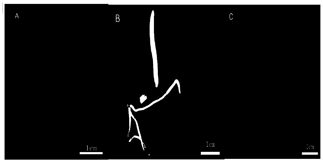 Heredity transformation method of coix seeds mediated by agrobacterium tumefaciens