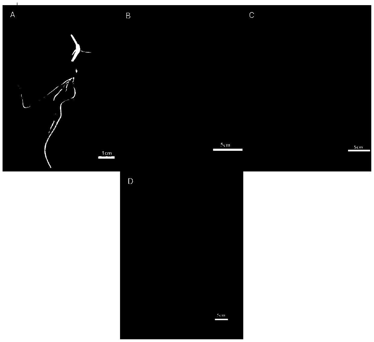 Heredity transformation method of coix seeds mediated by agrobacterium tumefaciens