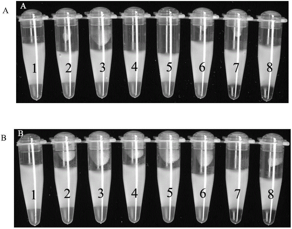 RT-LAMP primer combination and kit for detecting HA gene and NA gene of H7N9 virus