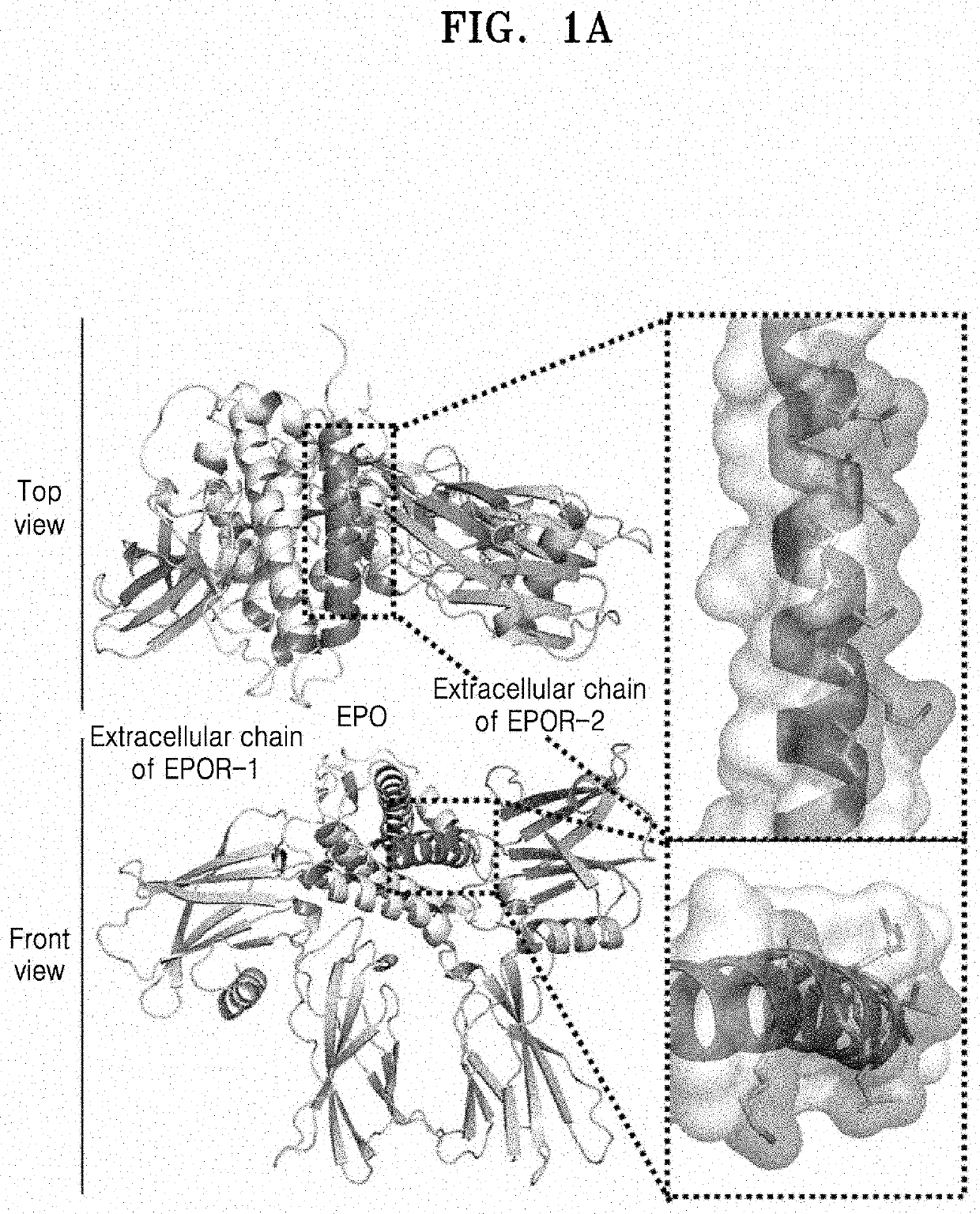 Peptide and use thereof for treatment of disease of brain and nervous system