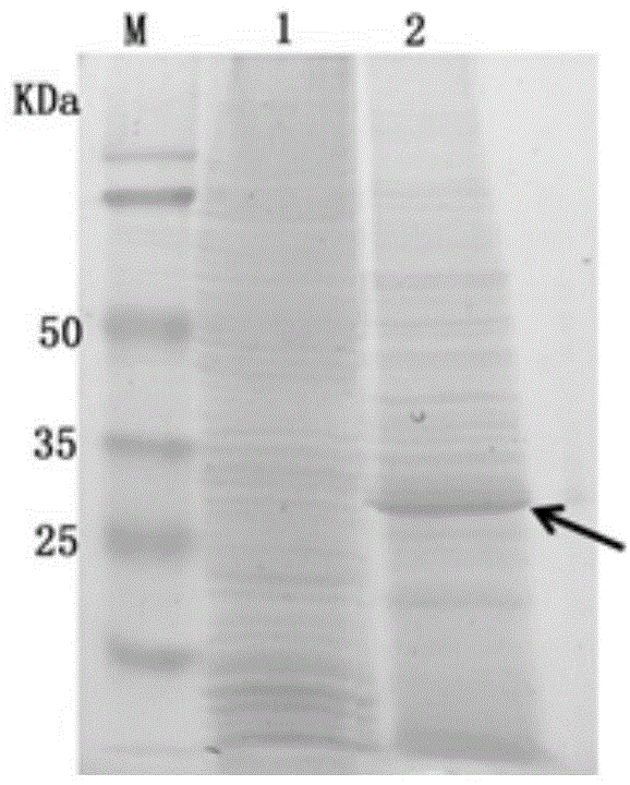 Preparation method of porcine circovirus type II gene engineering subunit oral vaccine