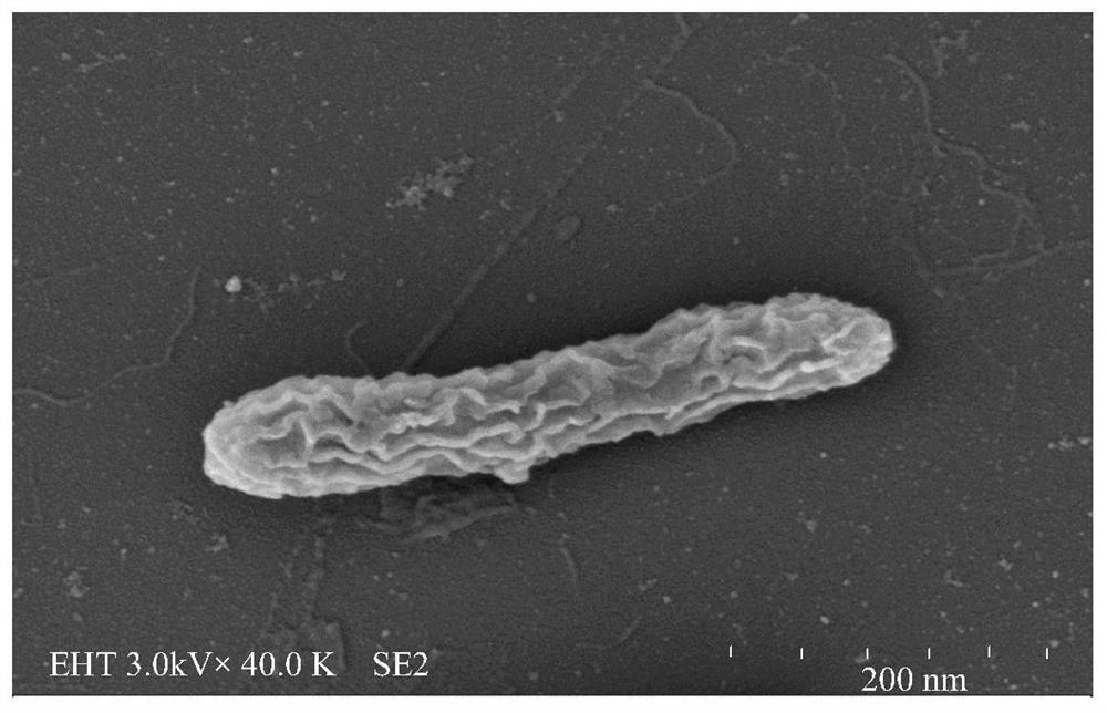 Novel organic halide respiration geobacter and application thereof