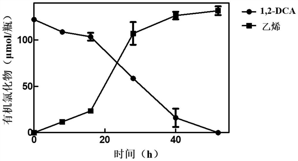 Novel organic halide respiration geobacter and application thereof