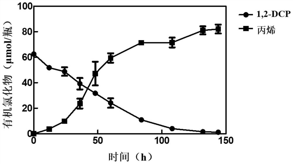 Novel organic halide respiration geobacter and application thereof