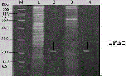 Product expressed by housefly embryonic cell construction antibacterial peptide attacin eukaryotic expression system and construction method