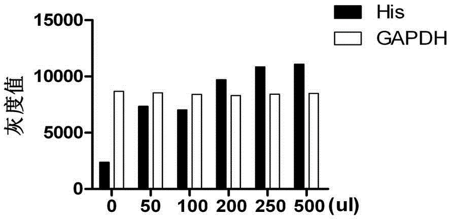 Product expressed by housefly embryonic cell construction antibacterial peptide attacin eukaryotic expression system and construction method