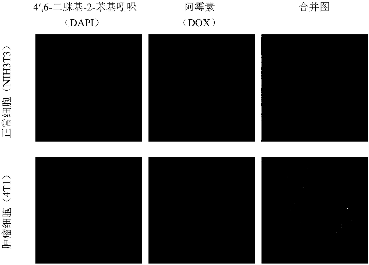 Modified polyrotaxane, medicine carrier micelle based on polyrotaxane and preparation method and application of micelle