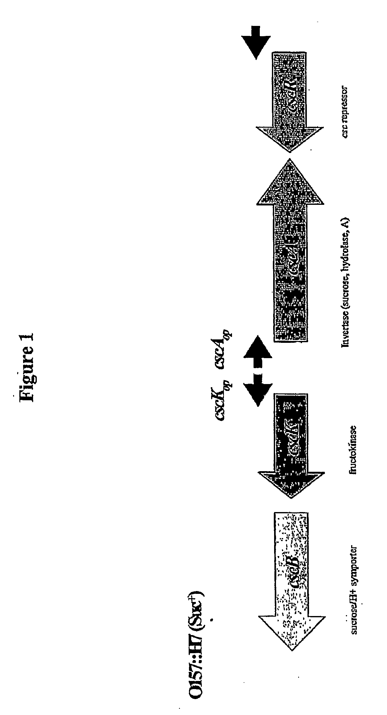 Oxygen-regulated microorganisms