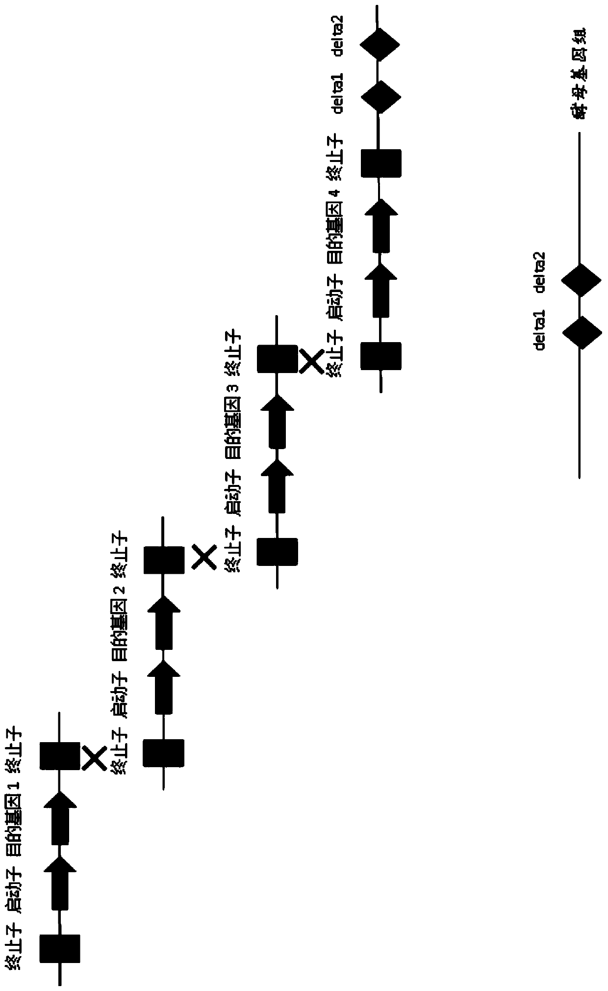 Engineering bacterium for high yielding of salidroside and/or tyrosol and application of engineering bacterium