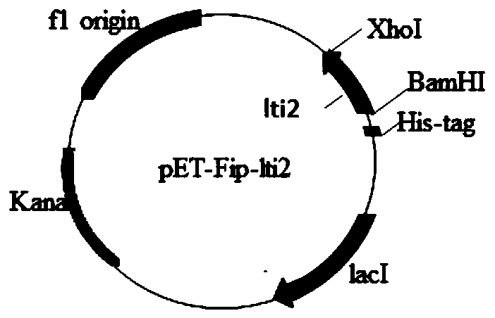 A kind of tiger skin shiitake mushroom immunoregulatory protein fip-lti2 and its preparation method and application