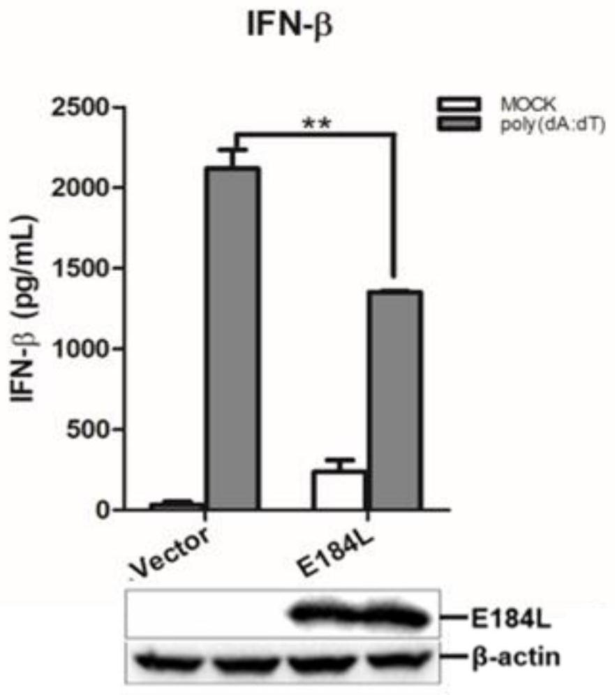 Construction of attenuated African swine fever virus strain with e184l gene deletion and its application as a vaccine