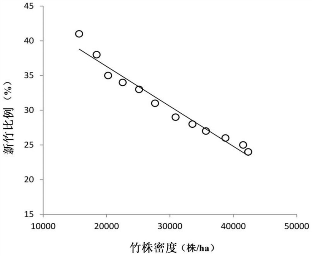 A kind of bamboo forest directional cultivation method aiming at utilization of tea pole bamboo raw bamboo