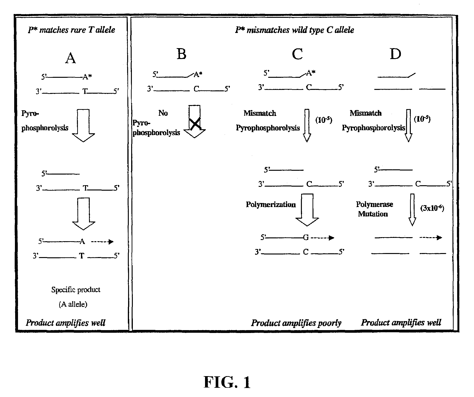 Pyrophosphorolysis activated polymerization (PAP)