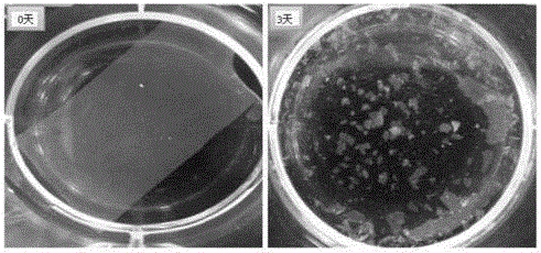 Transparent reproductive bacterial cellulose reproductive membrane as well as preparation method and application thereof