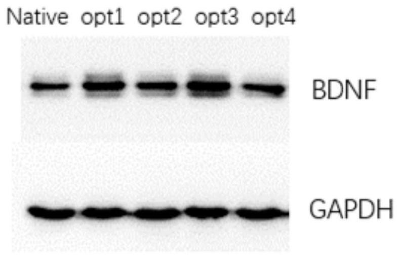 Nucleic acid encoding BDNF and application of nucleic acid