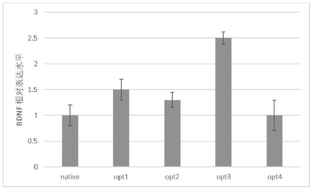 Nucleic acid encoding BDNF and application of nucleic acid