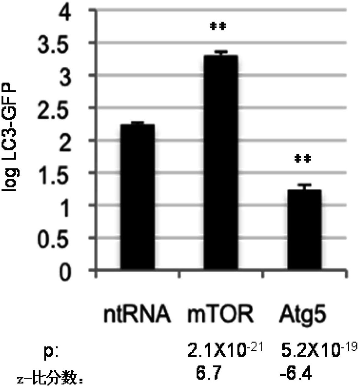 Methods for modulation of autophagy through the modulation of autophagy-enhancing gene products