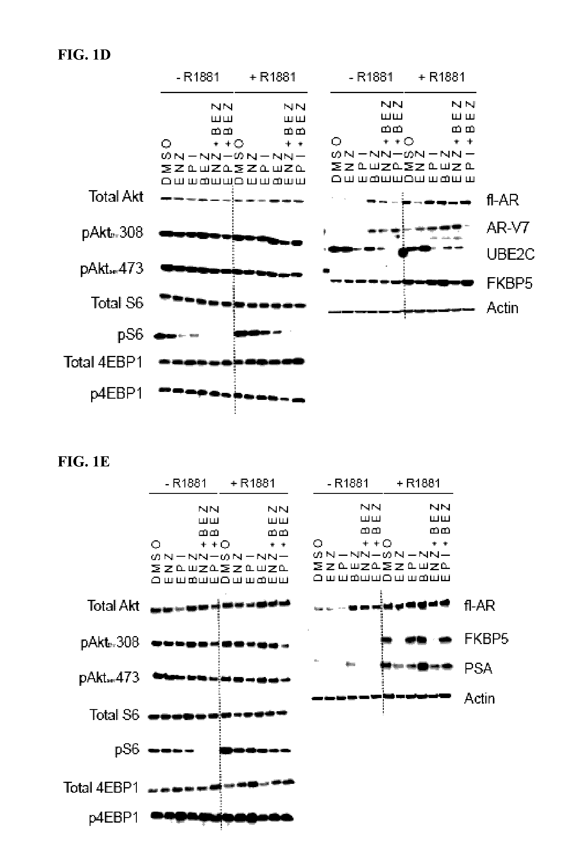 Co-targeting androgen receptor splice variants and mtor signaling pathway for the treatment of castration-resistant prostate cancer