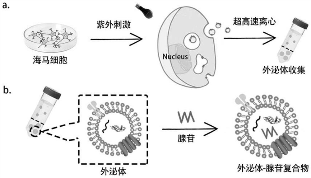 Nanocomposite with adenosine wrapped by exosome and application thereof