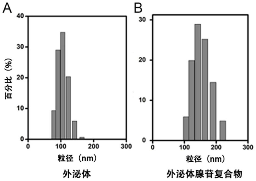 Nanocomposite with adenosine wrapped by exosome and application thereof