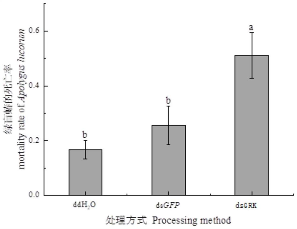 Apolygus lucorum GRK gene, dsRNA thereof, and synthetic method and application thereof