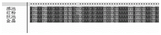 SNP (Single Nucleotide Polymorphism) marker related to resistance to alternaria kikuchiana and application