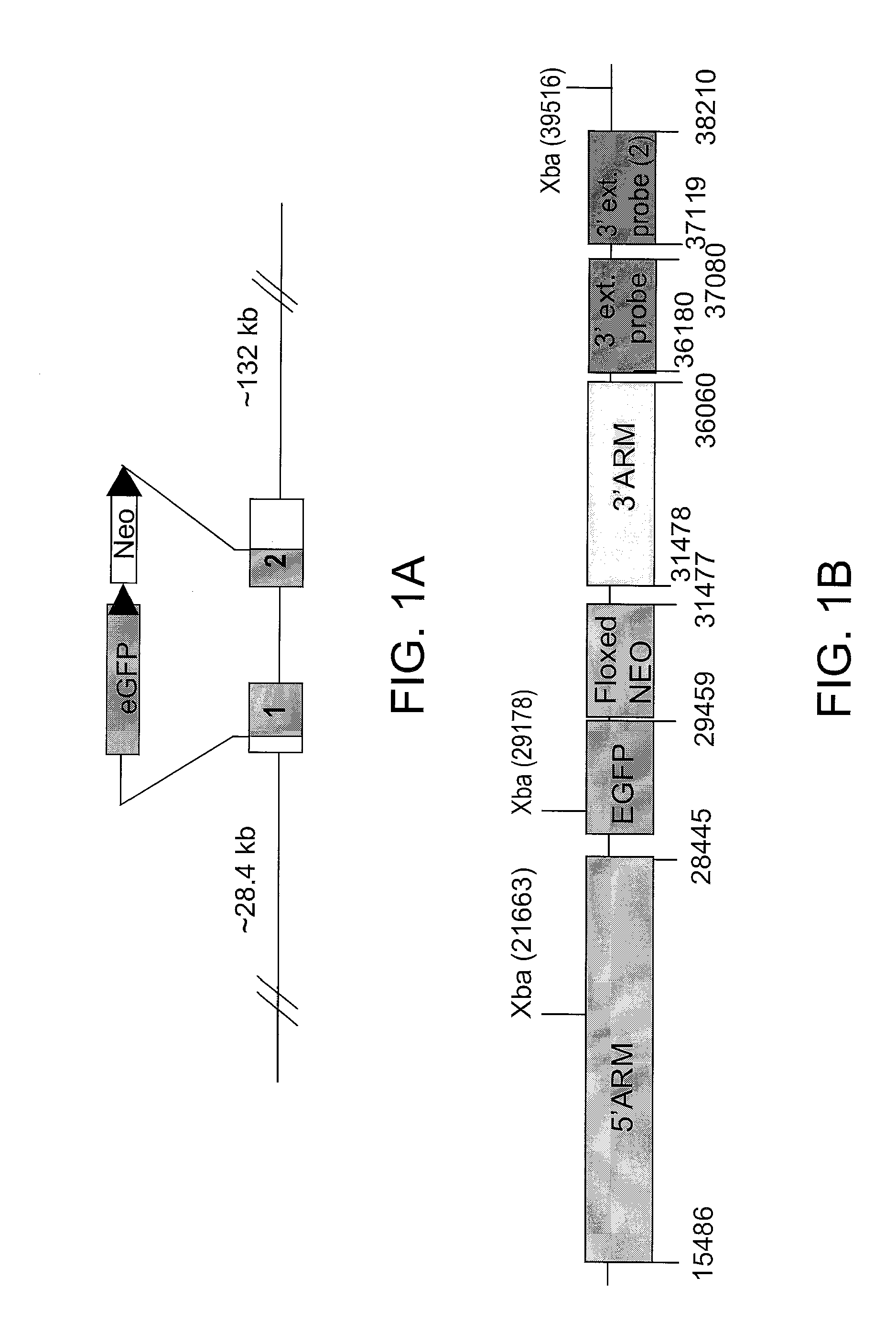 Identification Of Novel Cell Surface Markers For Pancreatic Progenitor Cells And Definite Endodermal Cells