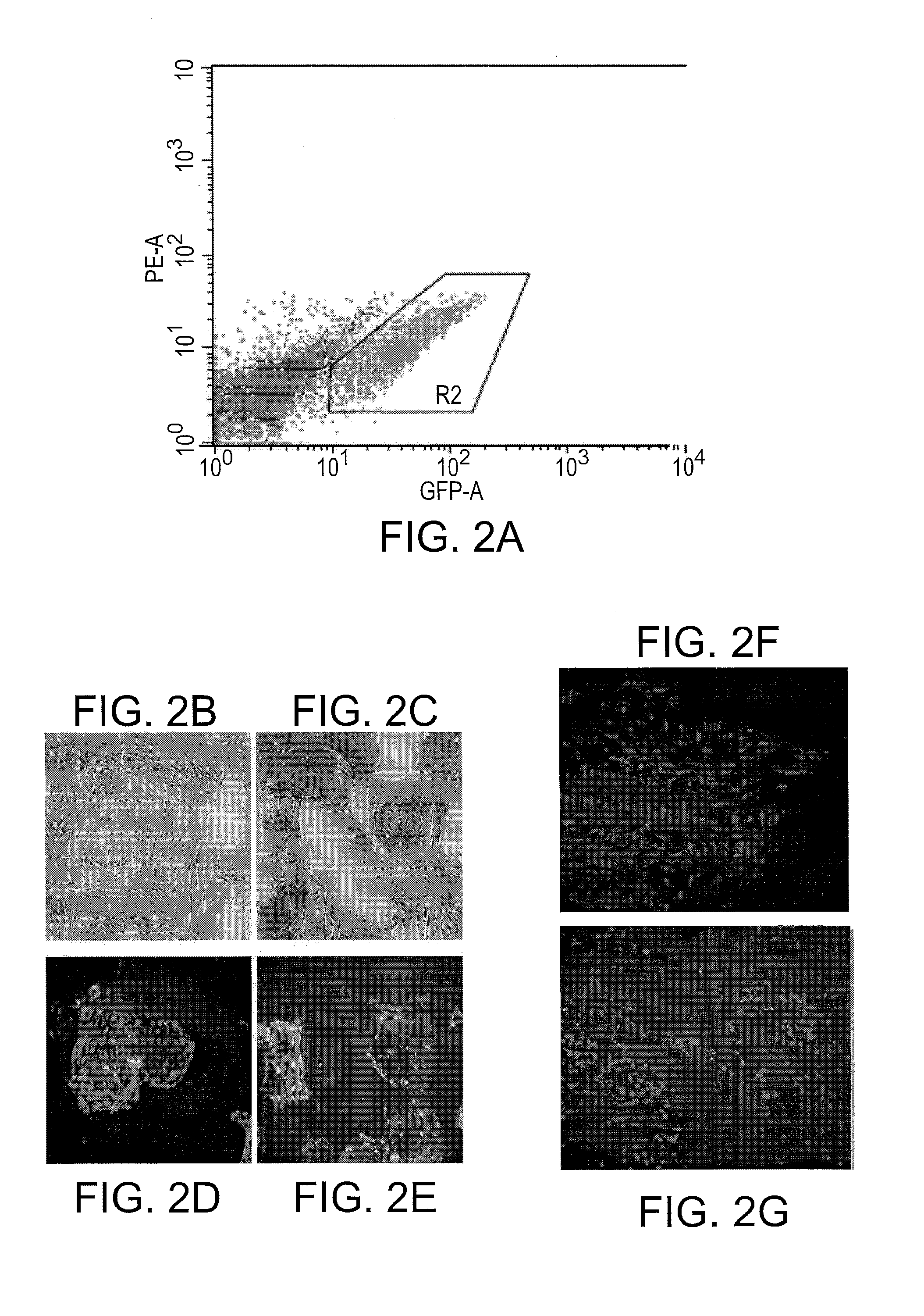 Identification Of Novel Cell Surface Markers For Pancreatic Progenitor Cells And Definite Endodermal Cells