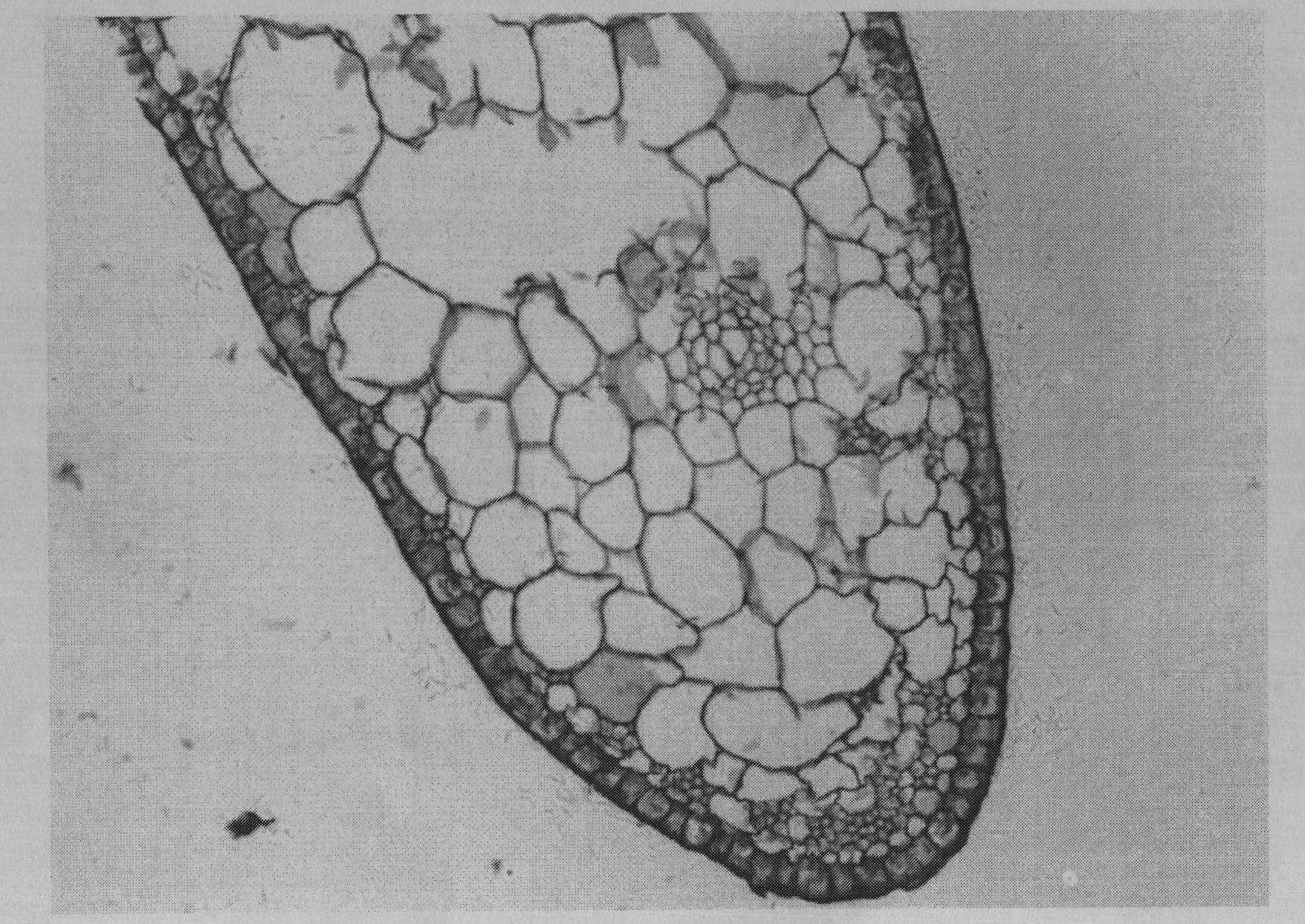 Manufacturing method of paraffin sections of zostera marina embryo