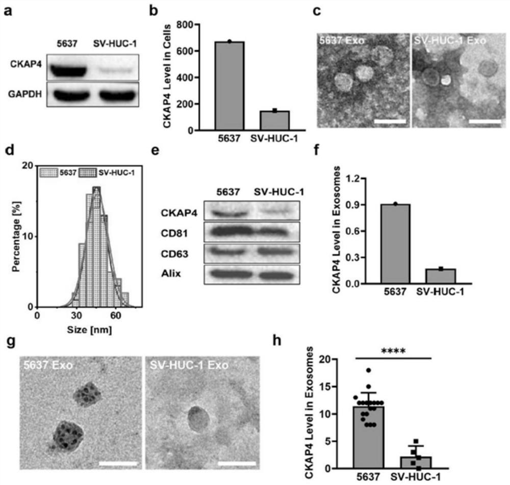 Application of CKAP4 reagent in detection specimen and bladder cancer detection kit