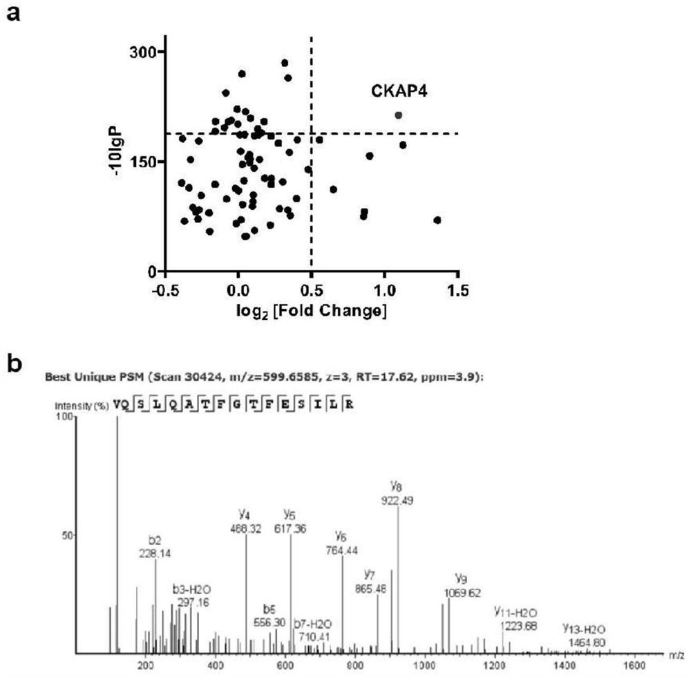 Application of CKAP4 reagent in detection specimen and bladder cancer detection kit