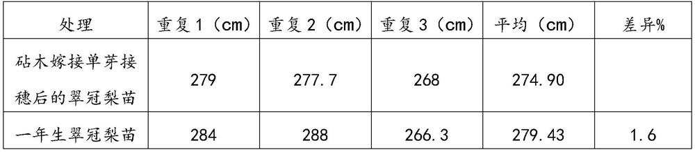 Pear tree early-fruiting high-yield cultivation method