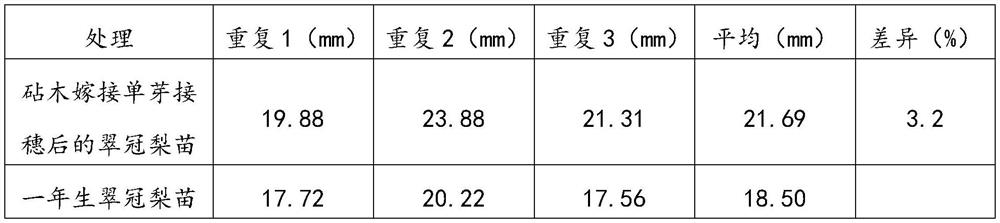 Pear tree early-fruiting high-yield cultivation method