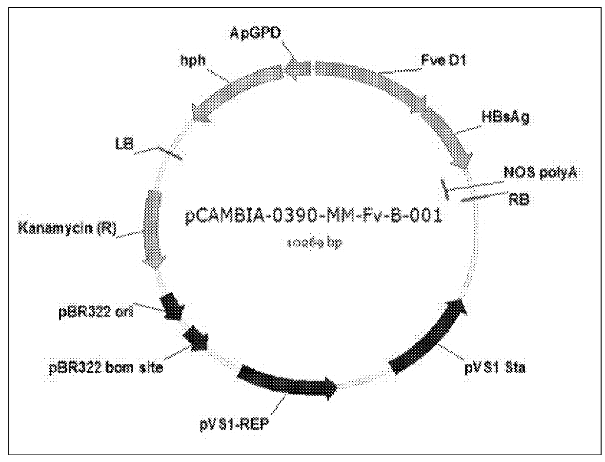 Recombinant polynucleotide and a transgenic flammulina velutipes carrying the same