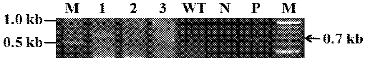 Recombinant polynucleotide and a transgenic flammulina velutipes carrying the same