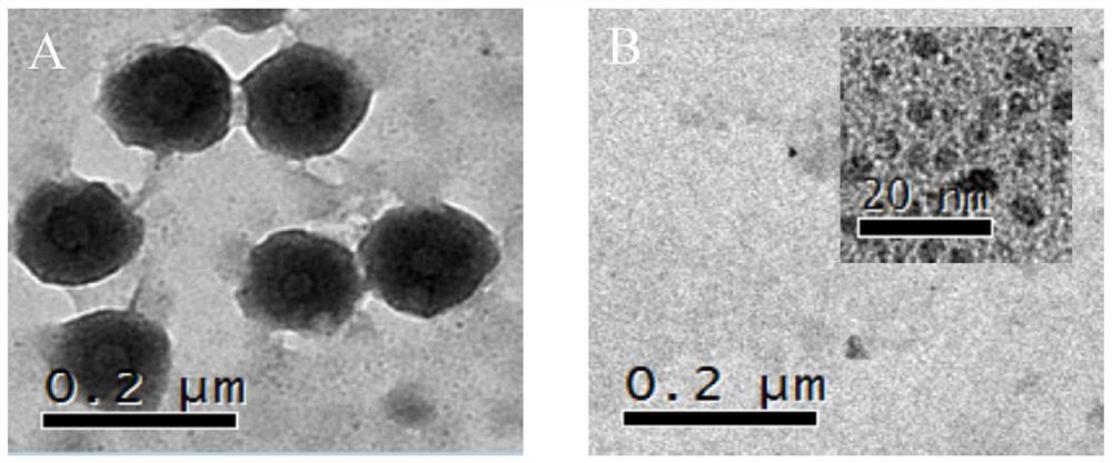 Preparation and application of a type I hyaluronidase fluorescent nanosensor