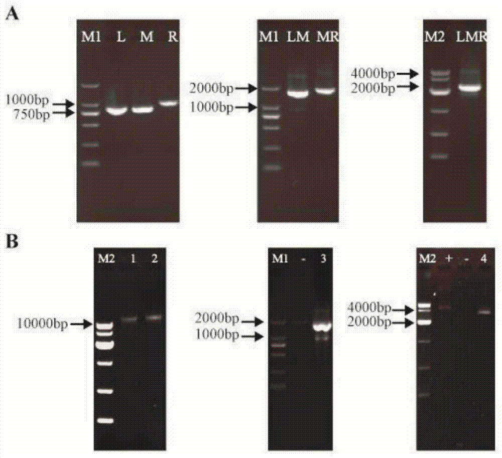 Transcription factor Asg1p for regulating and controlling acid stress resistance of Candida glabrata