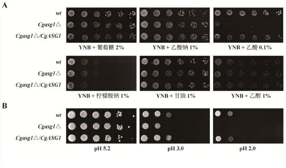 Transcription factor Asg1p for regulating and controlling acid stress resistance of Candida glabrata